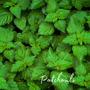 Patchouli Soap